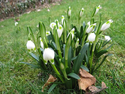 Leucojum_vernum_00371.jpg