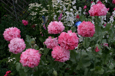 Mohn0408b.jpg