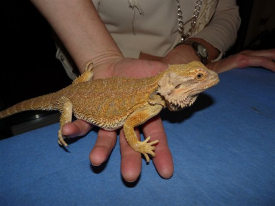 Haustier.07.02.2010.00.JPG