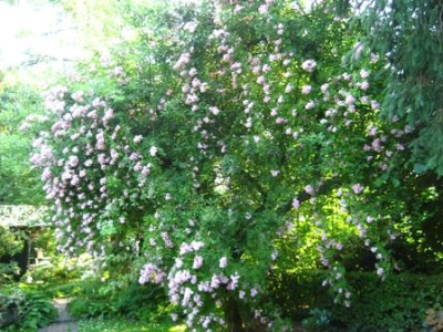Rosa_Bonny_002.jpg