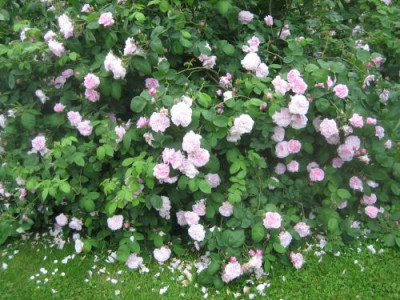 Rose_Fantin_Latour__00542.jpg