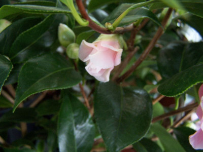 100_2660_Buttons_n_Bows_-_bud_-____800.jpg