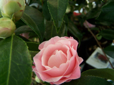 100_2650_Camellia_Buttons_n_Bows___just_opened__800.jpg