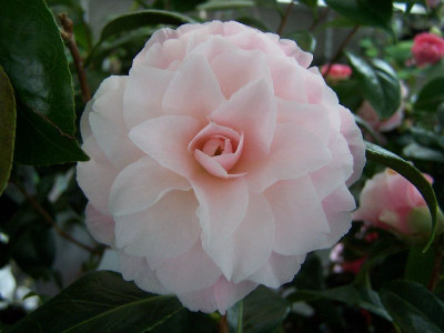 100_2655_Camellia_x_williamsii_Buttons_n_Bows__mature_flower___800.jpg