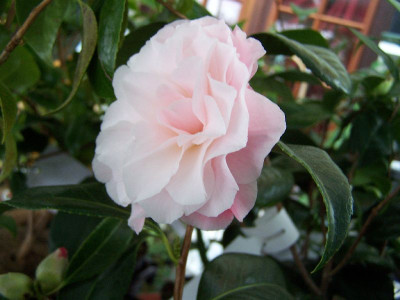 100_2656_C._williansii_hybr._Buttons_n_Bows____800.jpg