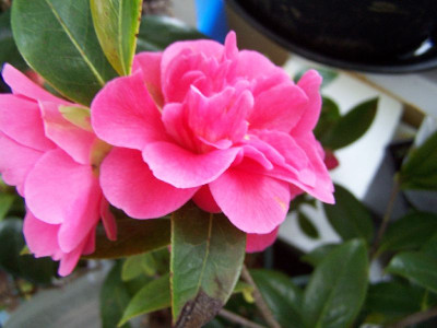 100_2667_Paradise_Illumination____800.jpg