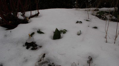 Schneedecke_0010__2799.jpg