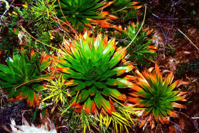 Paepalanthus_costaricensis_Eriocaulaceae_klein.jpg