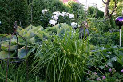 Morgensternsegge0107a.jpg