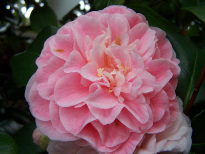 100_2673_Madame_Cormerais_Bahuaud____800.jpg