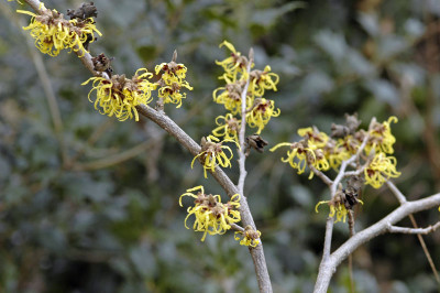 Ham_Pallida-2010-02-09.jpg