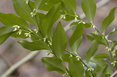 Sarcococca-2010-02-09.jpg