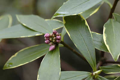 Daphne_odora_Aureomarginata.jpg