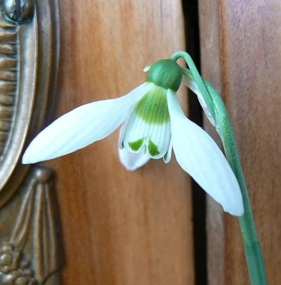 Galanthus_1a.jpg