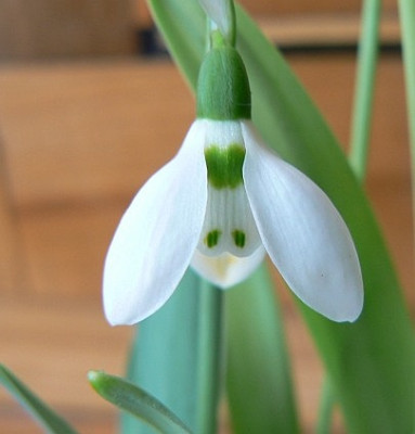 Galanthus_2.jpg