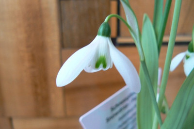 Galanthus_3.jpg