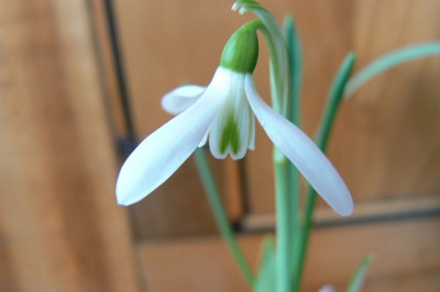 Galanthus_4.jpg