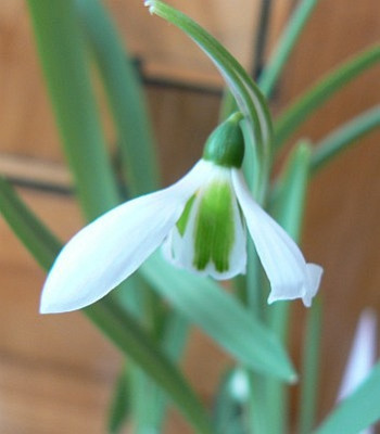 Galanthus_5.jpg