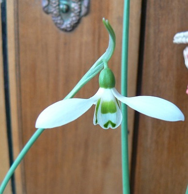 Galanthus_6.jpg