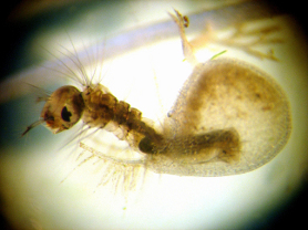 U.interm_Culex1_klein.jpg