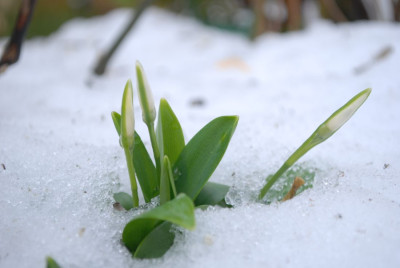 Schneeglocke_im_Schnee.jpg