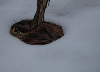 Stengel_im_Schnee.jpg