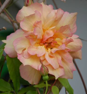 Fortunes_Double_Yellow_0017_47090.jpg