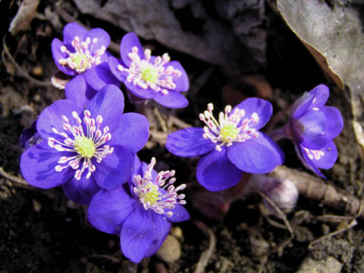 hepatica_drei_bild2.jpg