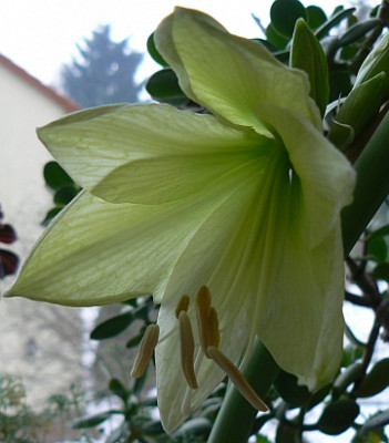 Hippeastrum_Moonlight_100210.jpg