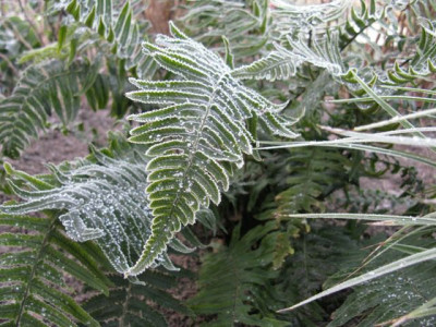 Dryopteris_640x480.JPG