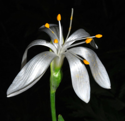 Sternbergia_candida_10.jpg
