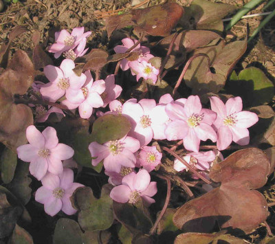 Hepatica_rosaPict0235.JPG