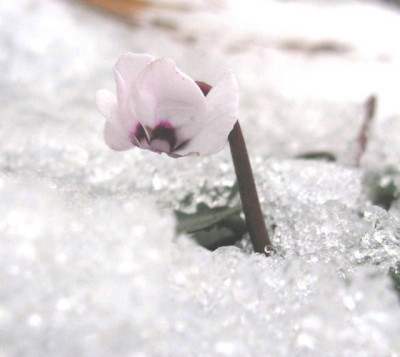 Cyclamen_coum_in_snow_640x480.jpg