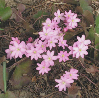 Hepatica_rosaPict0236.JPG