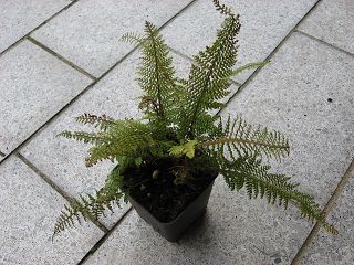 k-Polystichum_set._Herrenhausen.jpg