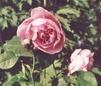 Charles_Rennie_Mackintosh___Kopie.tif.jpg