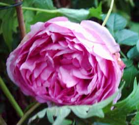 Lilac_Rose_kopie.jpg