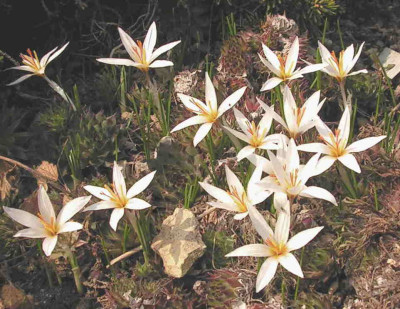 Crocus_fleischeriPict0241.JPG