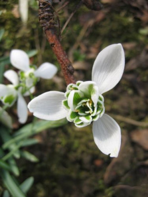 Galanthus_Dionysus__83611.jpg