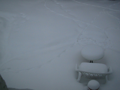 Fuchs_neu.jpg