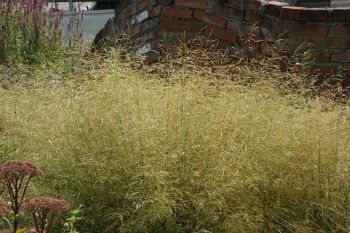 deschampsiagoldtauverk.jpg