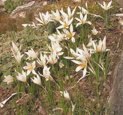 Crocus_fleischeriPict0244.JPG