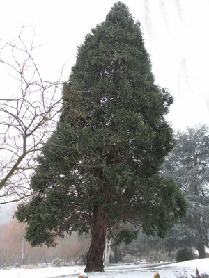 weihrauchzeder_12_feb.jpg
