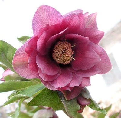 1rosa.jpg