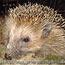 albizia_igel.jpg