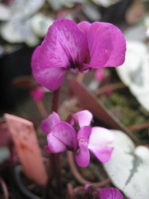 Cyclamen_coum-bunt.jpg