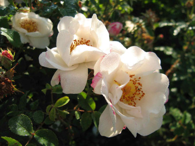 Hebes_Lip-0009.jpg