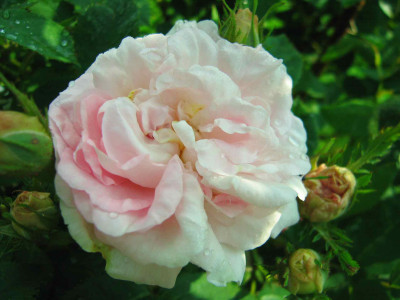 maidensblush009.jpg