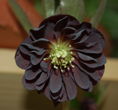 Schwarzer_Samt_0010__2821.jpg