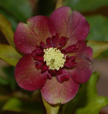 Rot_0010__2832.jpg